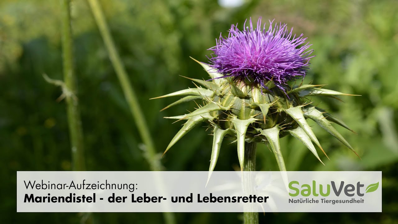 Webinar-Aufzeichnung: Mariendistel - der Leber- und Lebensretter