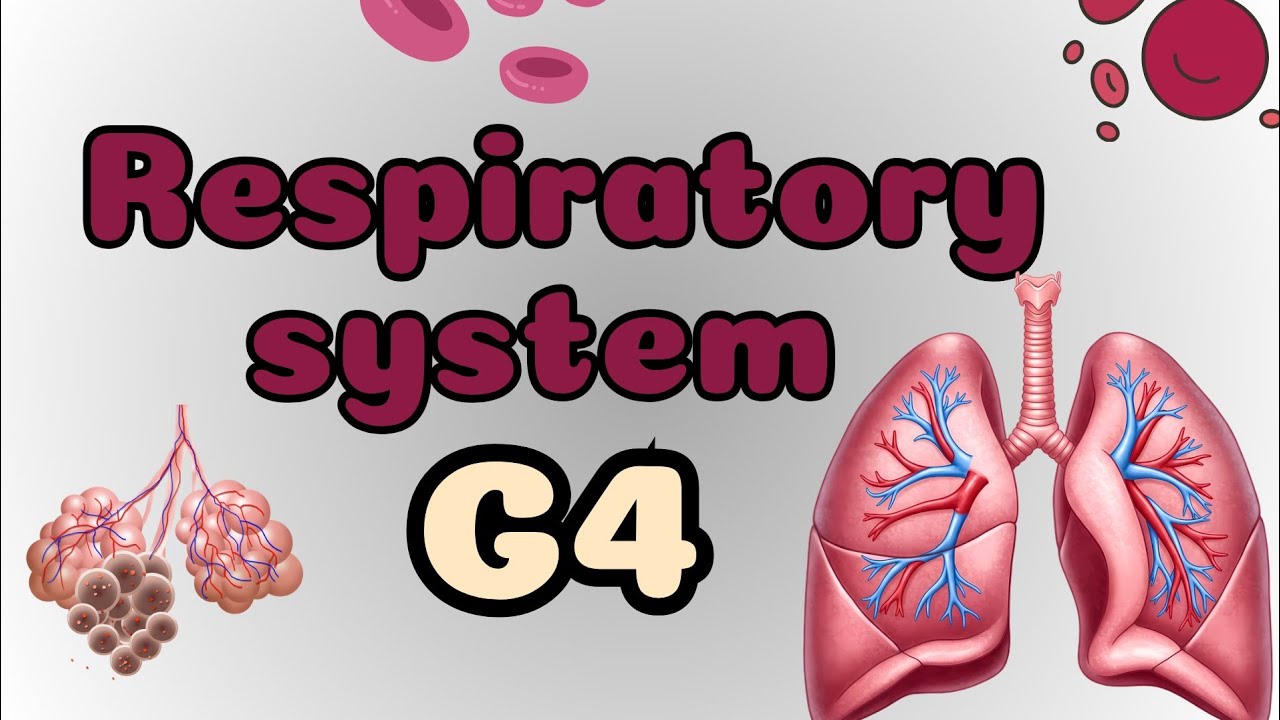 Human respiratory system 🫁 ساينس جريد 4