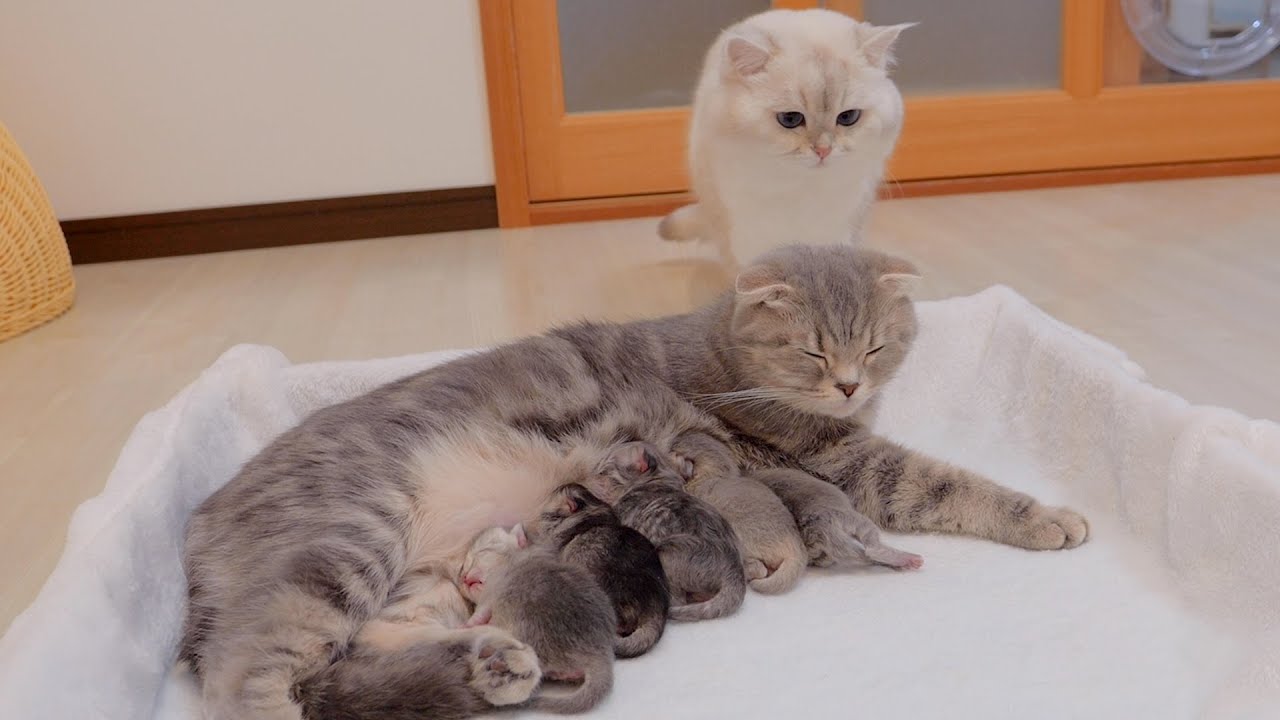 Милый кот-папа, который не может не переживать за своего озорного котенка.