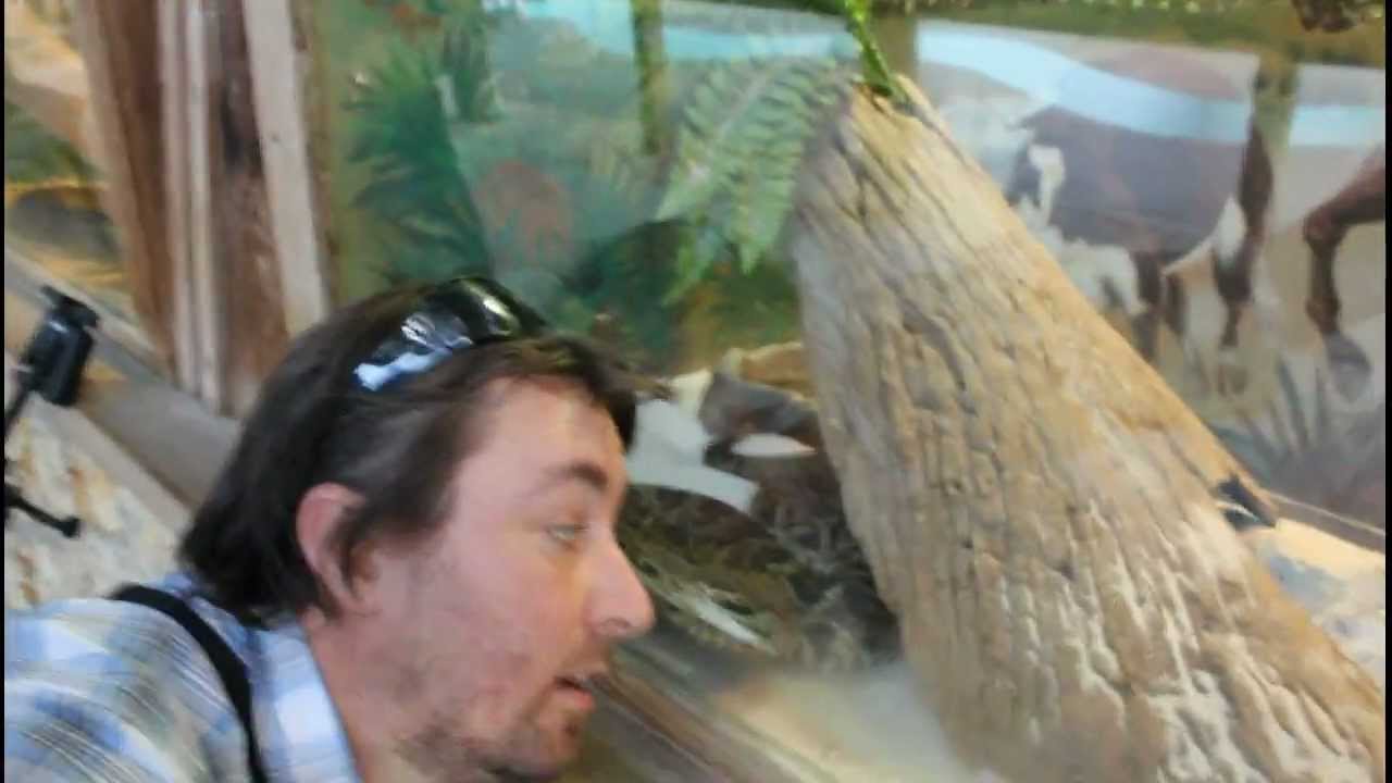 GATORLAND — Удивительная придорожная достопримечательность — с Бет Вандал.