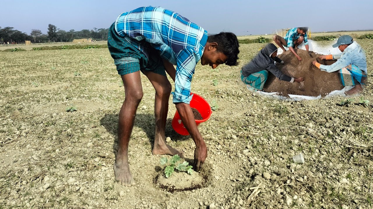 ২০ দিন বয়সের তরমুজ গাছের গ্রোথ বারানোর জন্য  গাছের চতুর দিকে ছিটা সার প্রয়োগ করার পদ্ধতি