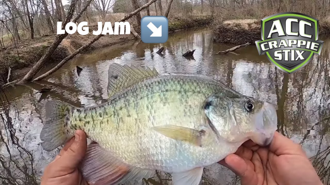 CRAPPIE Fishing From The Bank 🪵| You Won&rsquo;t Believe The Size of These CRAPPIE 💥 | Creek CRAPPIE‼️