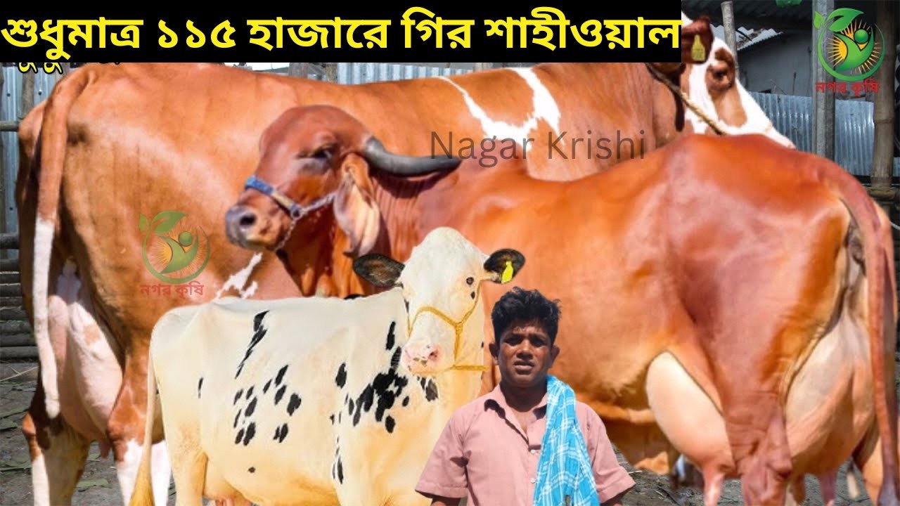 শুধুমাত্র ১১৫ হাজারে গির শাহীওয়াল গাভী ! জাকির কাকার আগুন বরাবর ইন্ডিয়ান গাভীর কালেকশন ! krishi tv