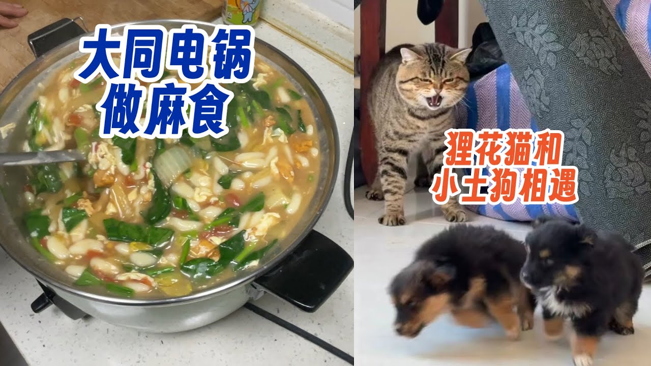 狸花猫和小土狗相遇 一个哈气一个吓跑！用大同电锅做麻食子！多猫家庭铲猫砂很壮观！