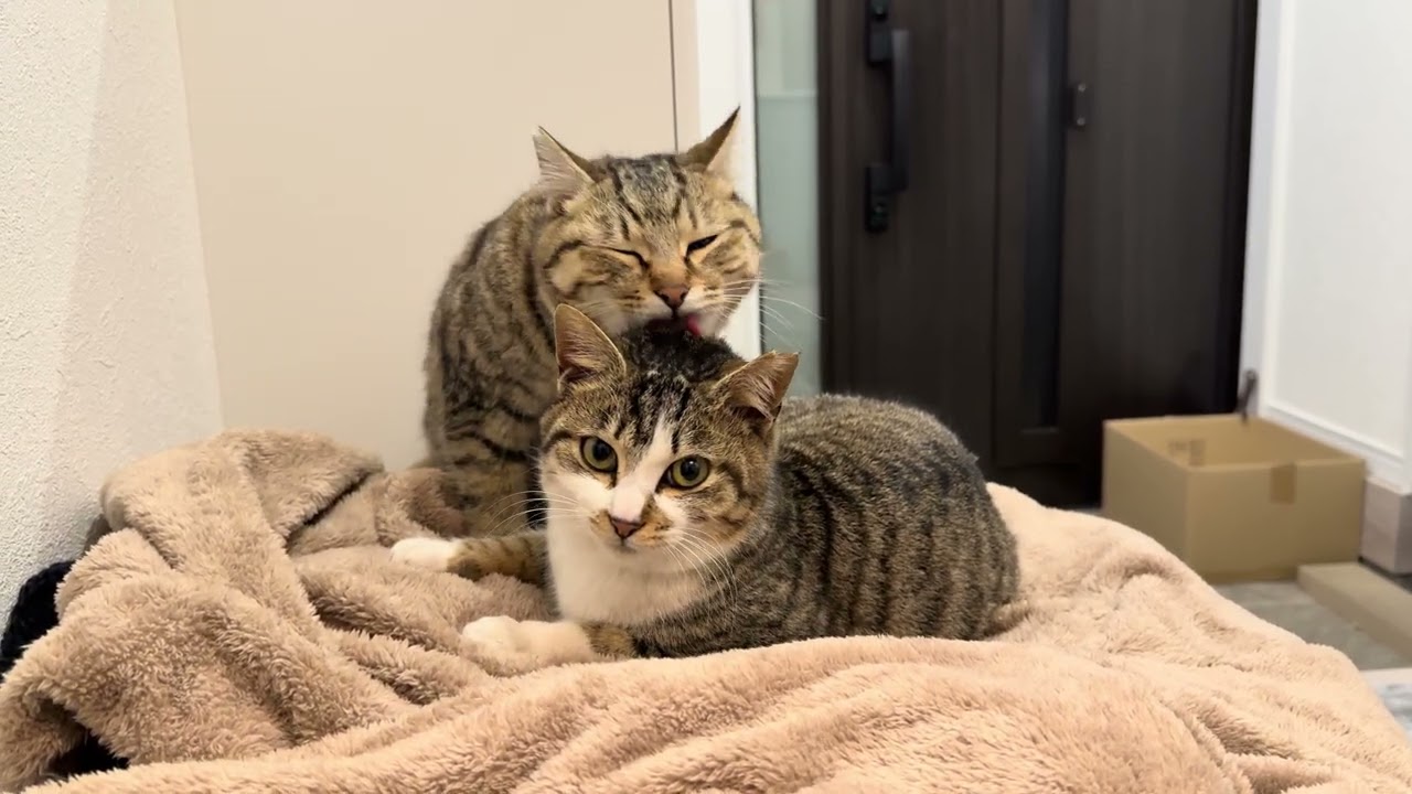 兄妹愛をただ眺めているだけ（カステラとミルク）