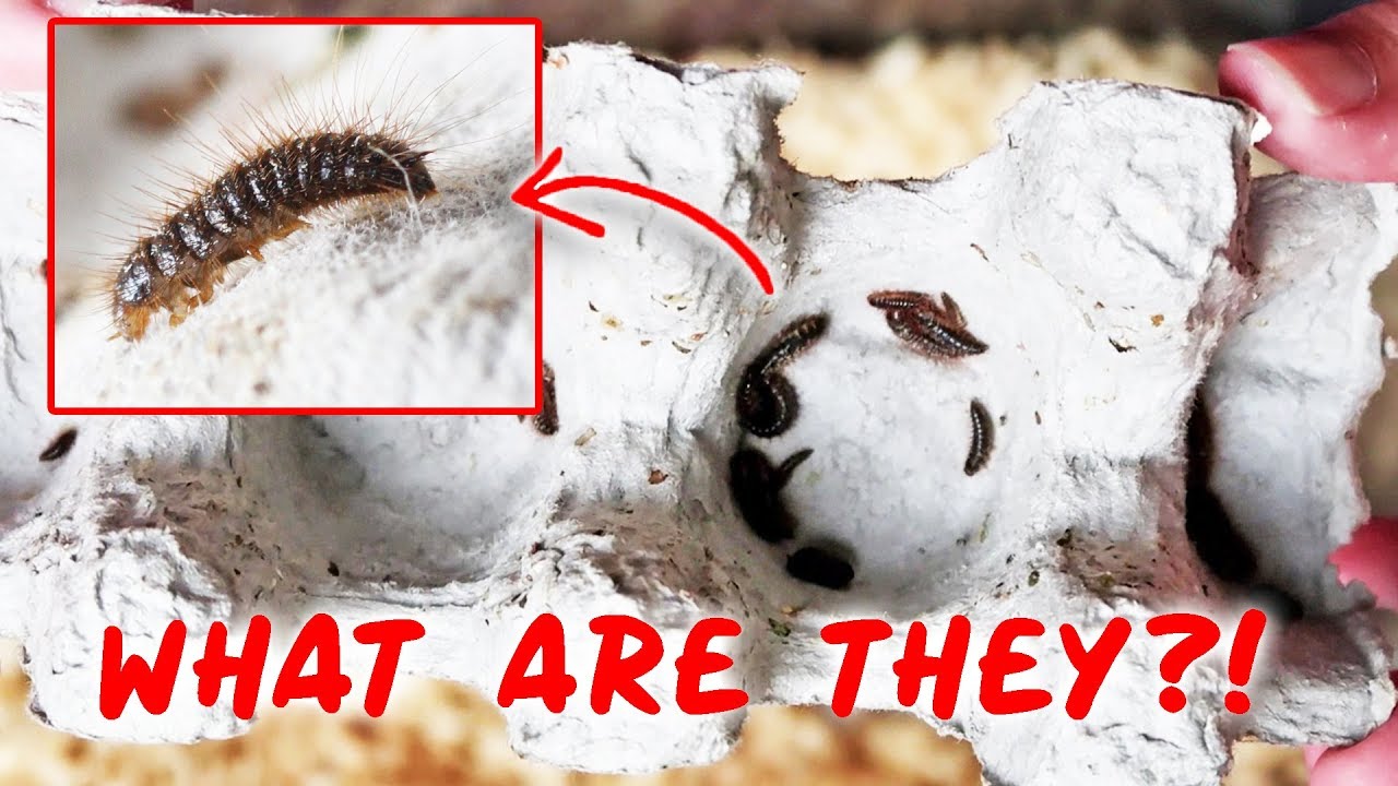 Flesh-Eating Bugs That Come With Your Feeder Insects!! 😨 | DERMESTID BEETLES
