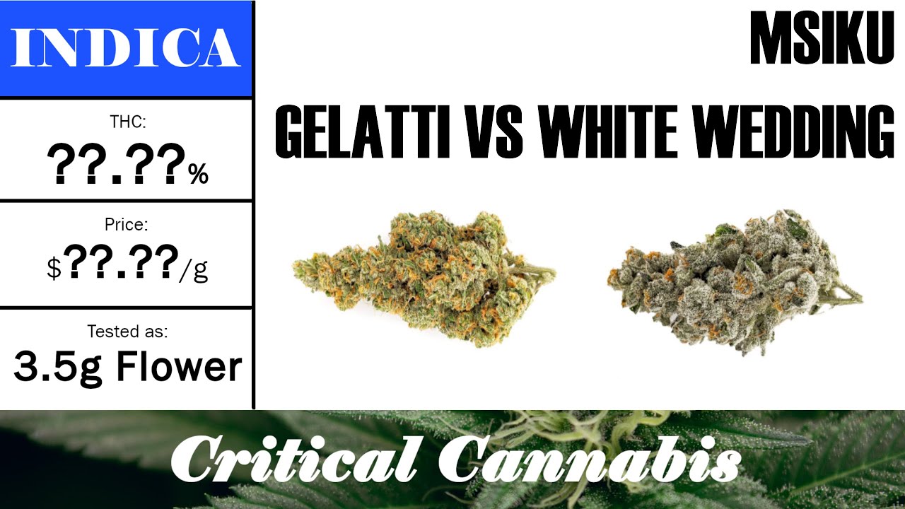 MSIKU - Gelatti VS White Wedding  | OCS Strain Review