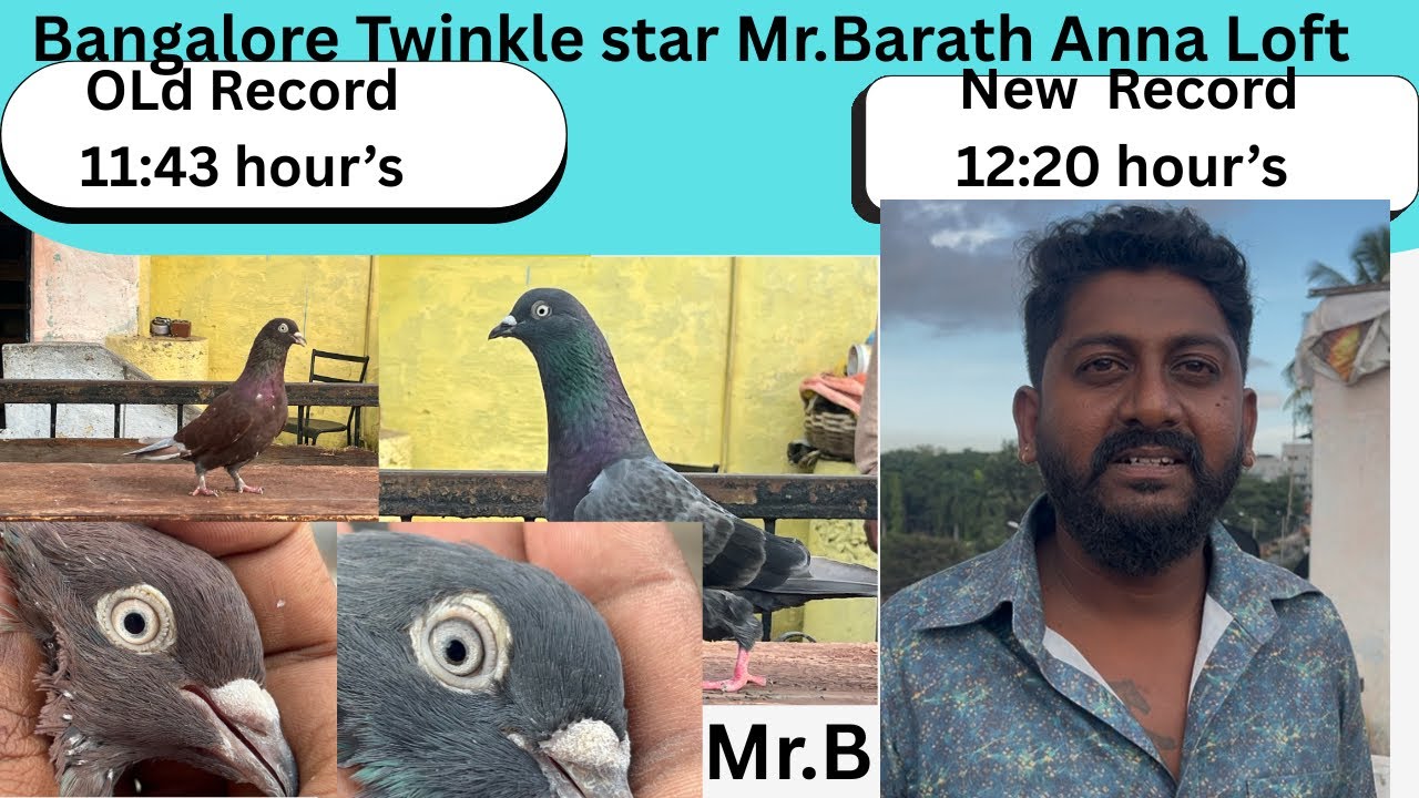 Bangalore tournament Twinkle Star Loft Mr.Barath Anna 12.20 hours Winner  #petsworld  #giribaji 