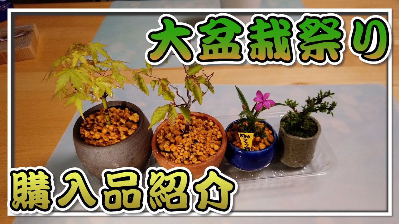大盆栽祭り購入品紹介_2023/05/04