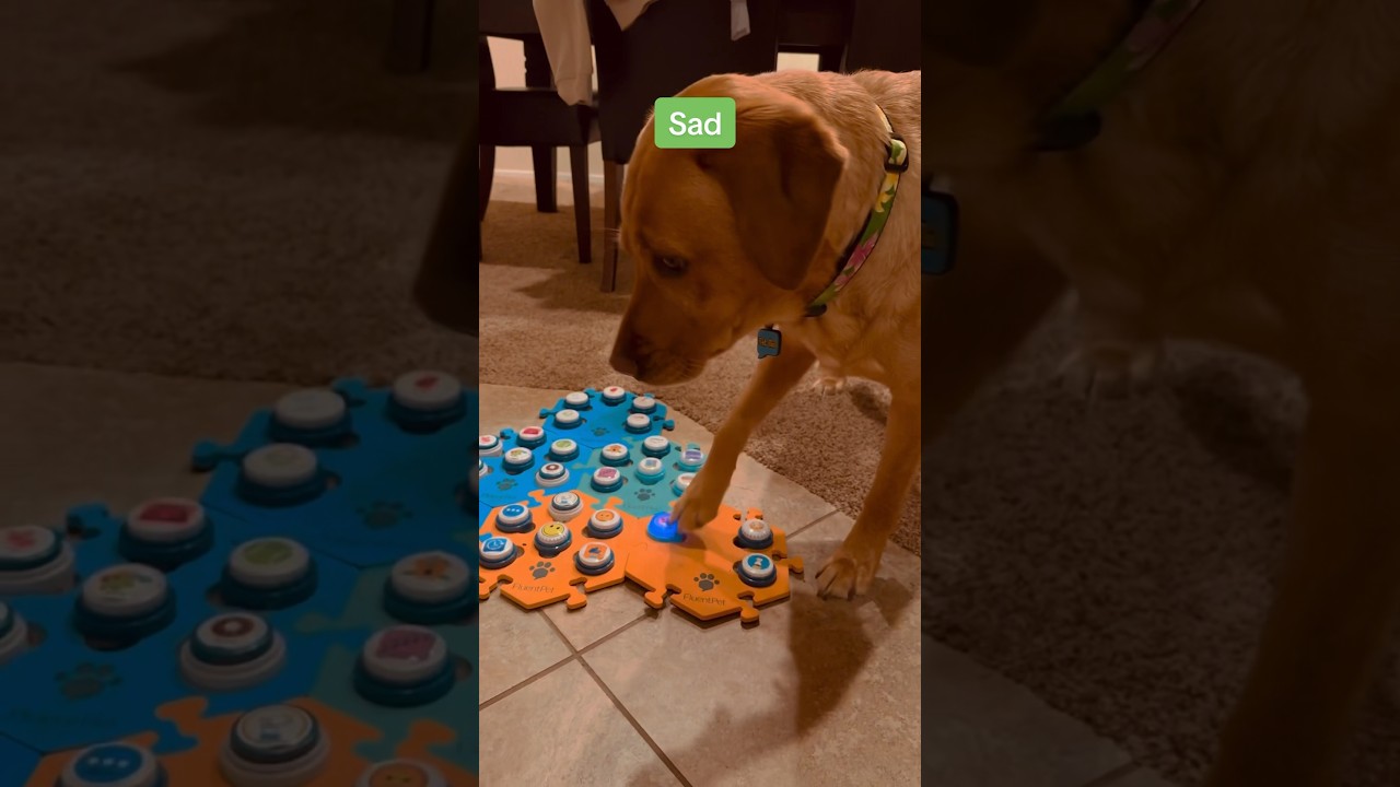 У ГОВОРЯЩЕЙ СОБАКИ БОЛЬШИЕ ЧУВСТВА! #шорты #dogshorts #talkingdog #smartdog