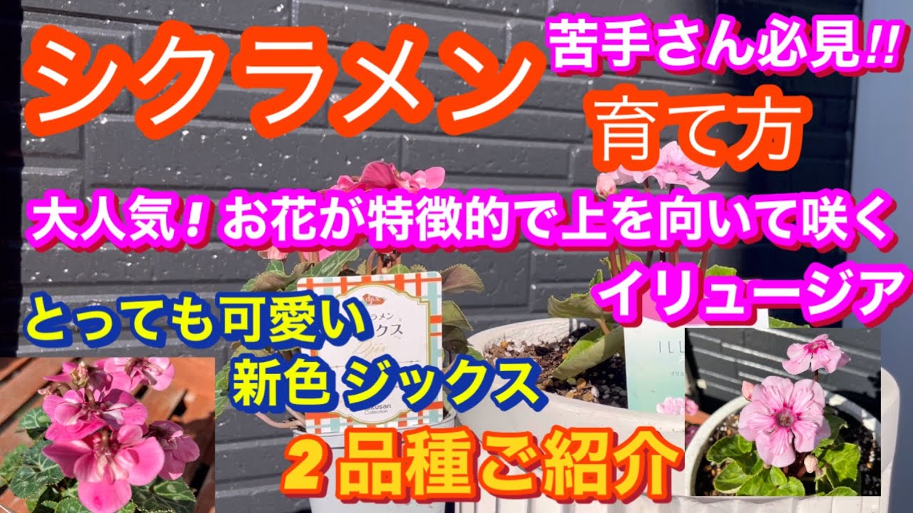 シクラメン育て方・新品種イリュージア、新色ピンクジックスご紹介