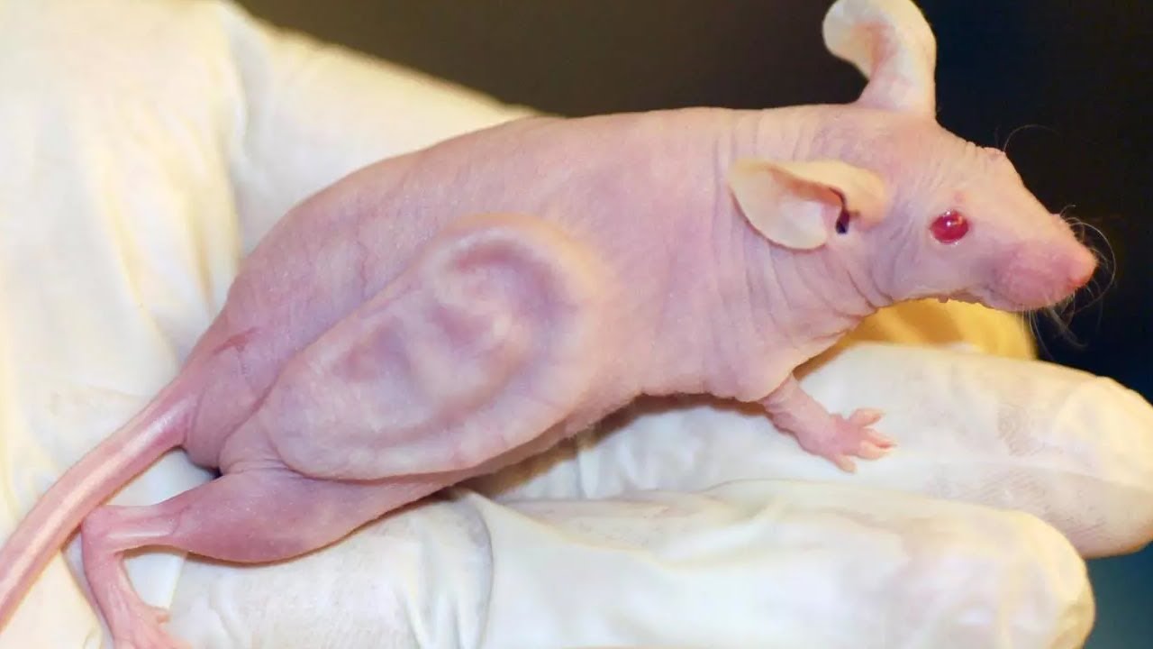 Top 5 Experimente care au creat Hibrizi Om-Animal
