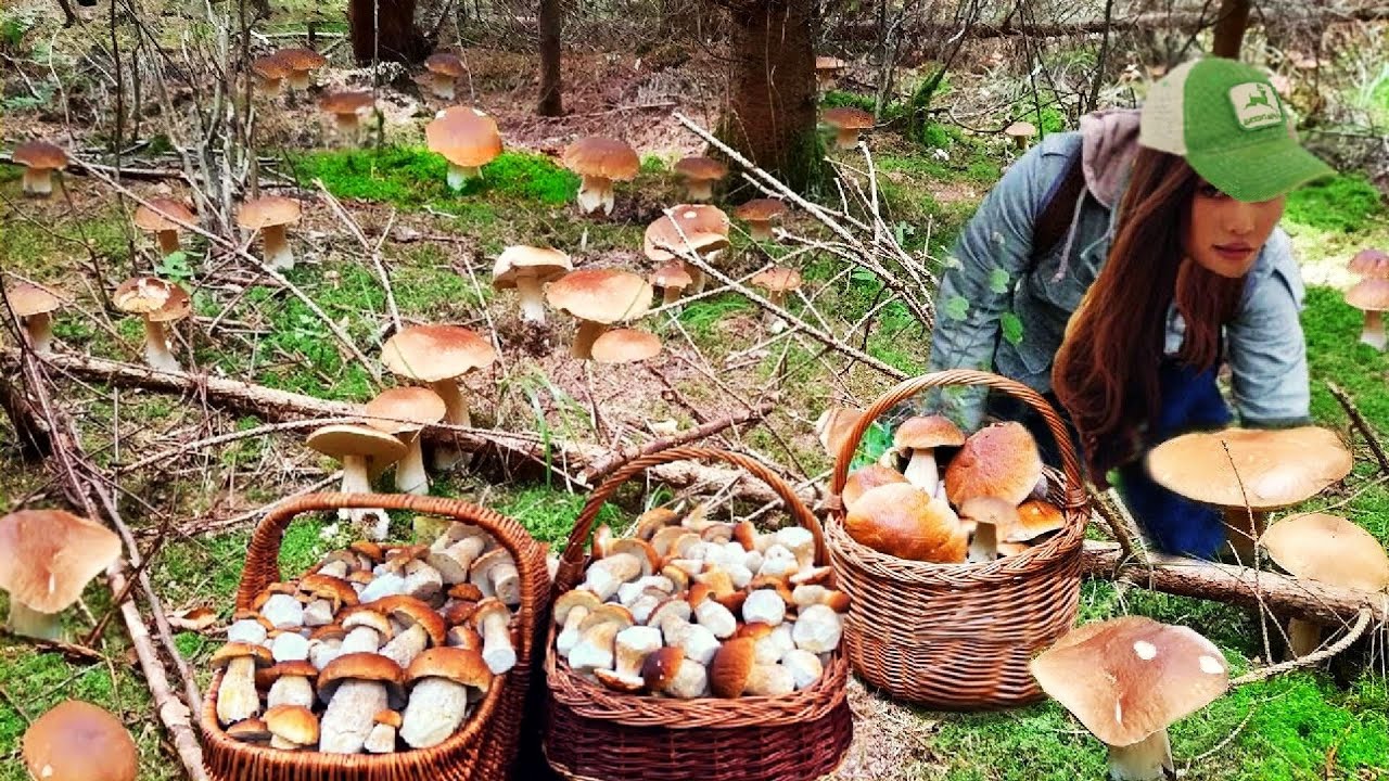 SZOK !!! MISTRZOSTWA TRWAJĄ! MEGA WYSYP W LASACH🌕!GIGANTYCZNE! BOROWIKI! Grzybobranie. Grzyby 2025