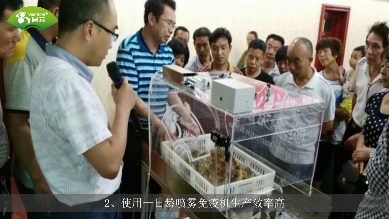 Day Old Chicken Vaccination Machine in Chinese from Saintfine Company