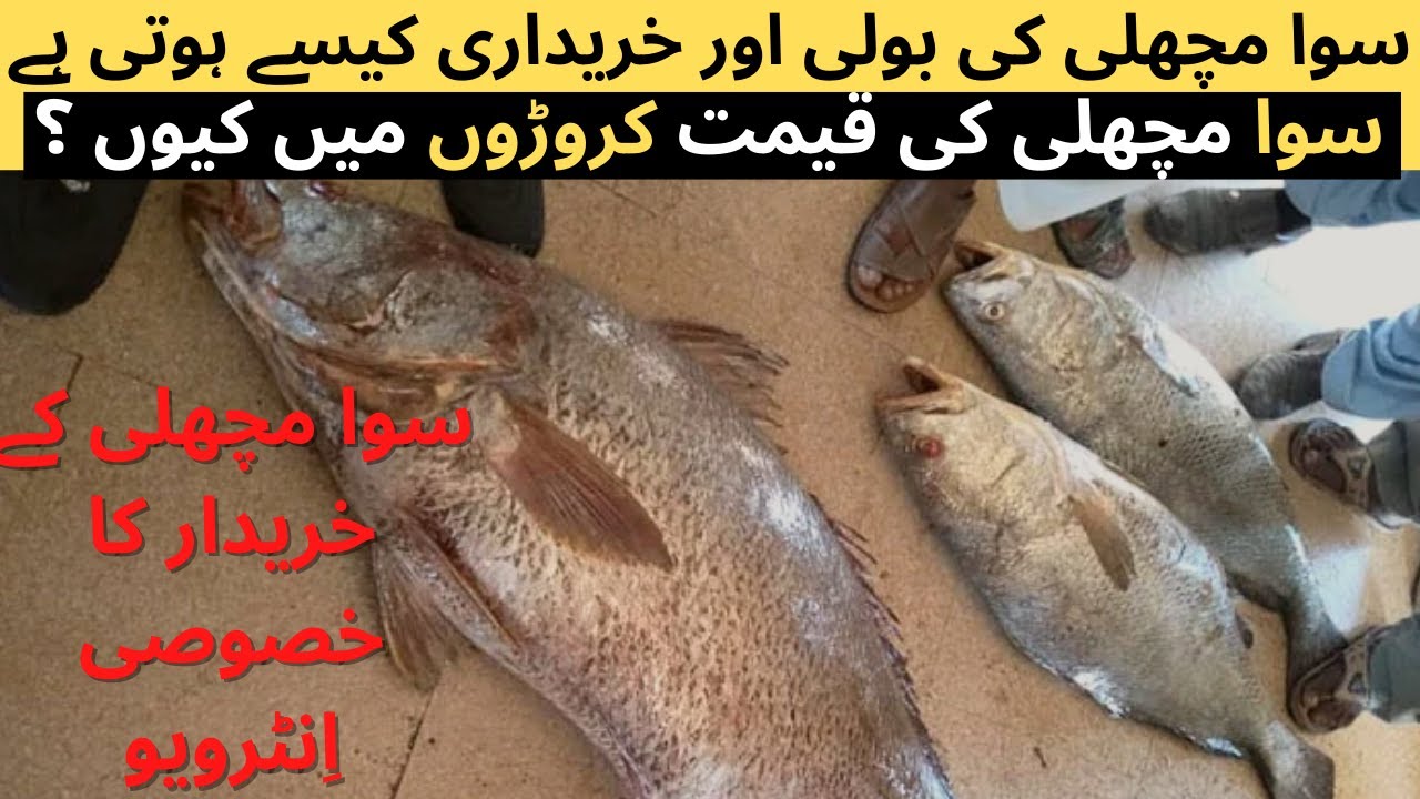 suwa kir machli (croaker fish) | most rare & expensive fish caught in Gawadar | karachi fishing 2022