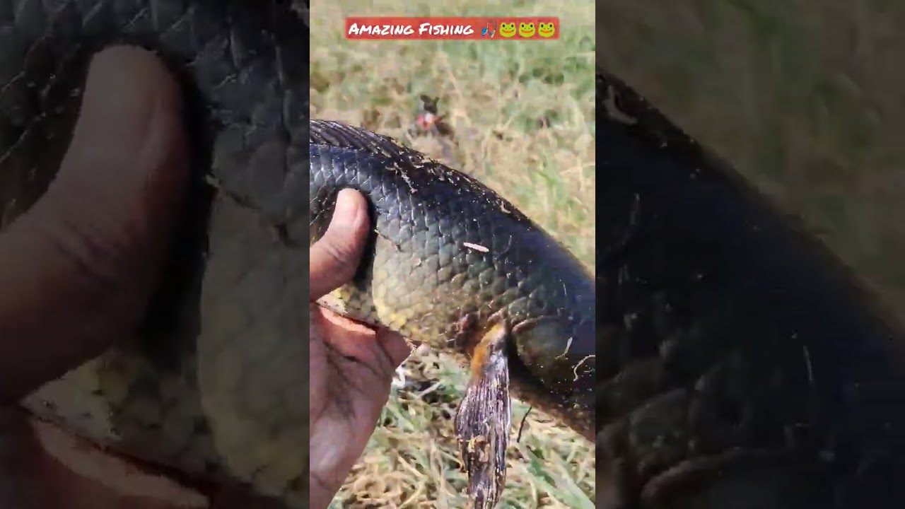 Snakehead Hunting ki best frog, Murral Fishing, Village Fishing, Traditional Fishing