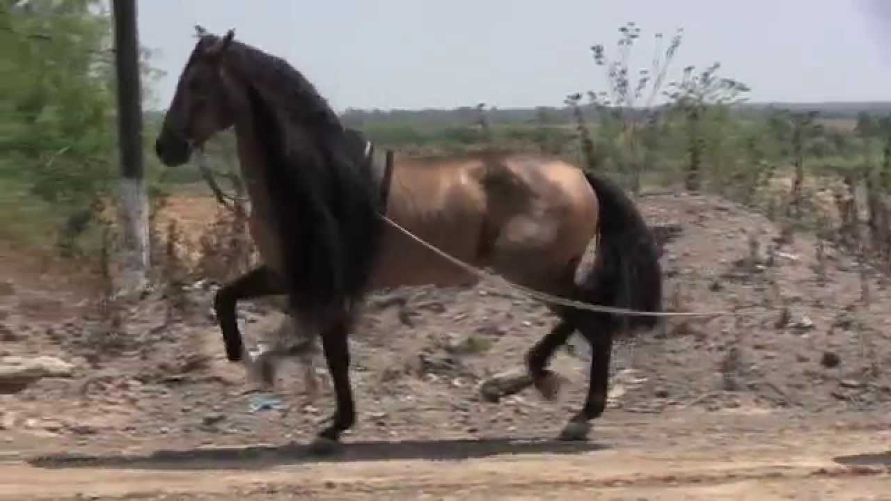 Los Caballos De Don Rafa BAYO LOBO