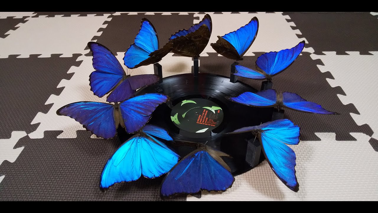 3Dゾートロープ（モルフォ蝶）3D zoetrope x Insects #3 Morpho didius