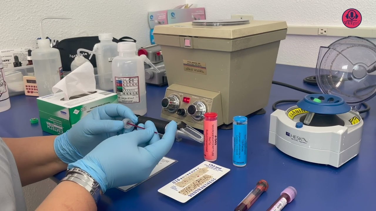 VETgirl How to Video: How To Perform a PCV/TP in Veterinary Medicine