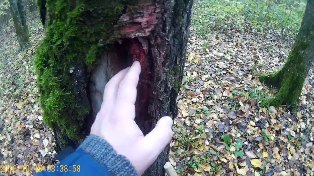 Березовая губа. хороший материал на топорище