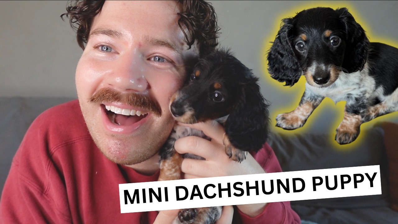 I Drove 25 Hours Through a Snowstorm to Get My 8 Week Old Mini Long Hair Dachshund Puppy