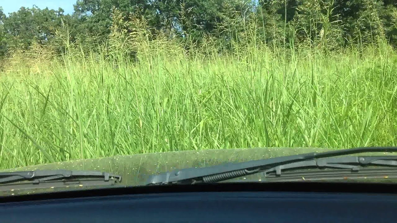 Driving through the tall grass