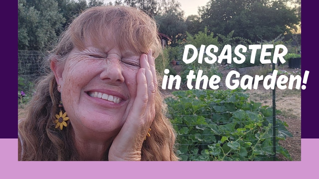 Dealing with DISASTER in the Garden ~ Squash ATTACKED! Artichoke in CRISIS!