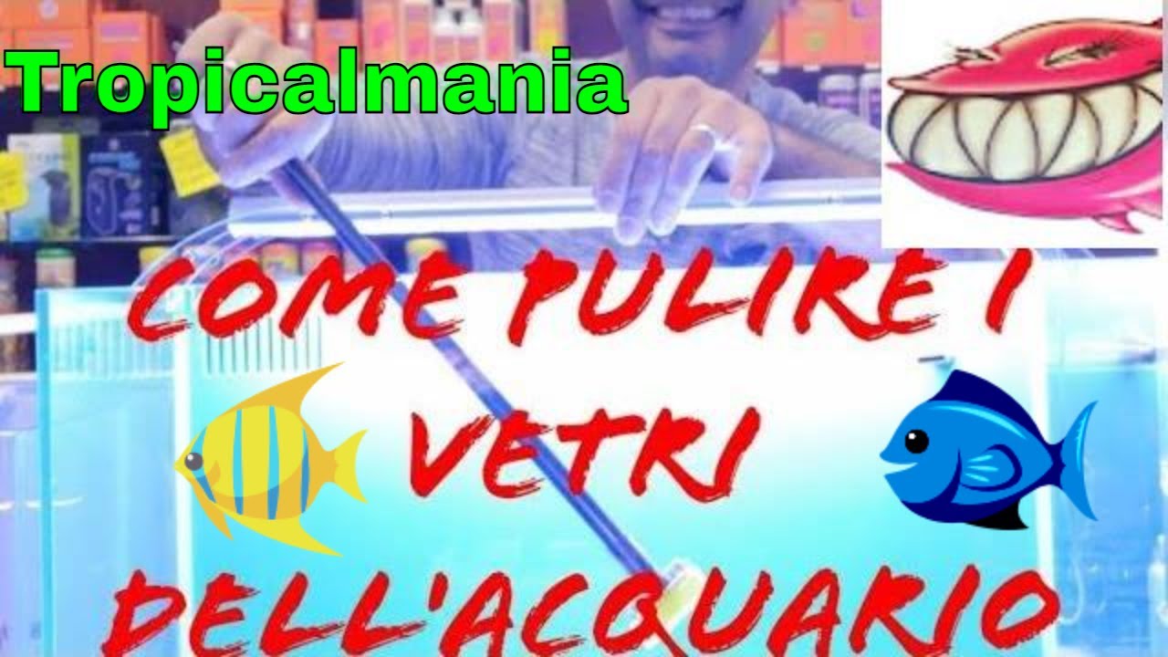 Come pulire i vetri dell'acquario: oggi vediamo come pulire i vetri ( interni dell'acquario )