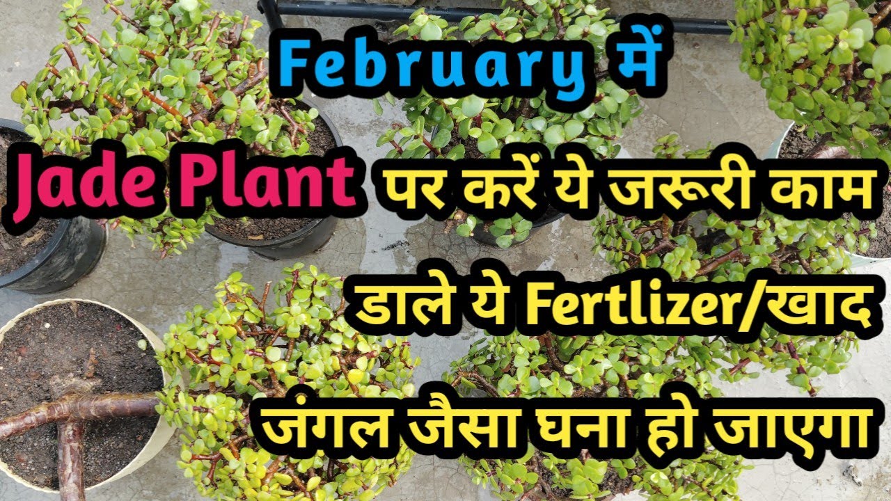Do some important work in February In Jade Plant//फ़रवरी में जेड प्लांट पर कौन सा जरूरी काम करें 