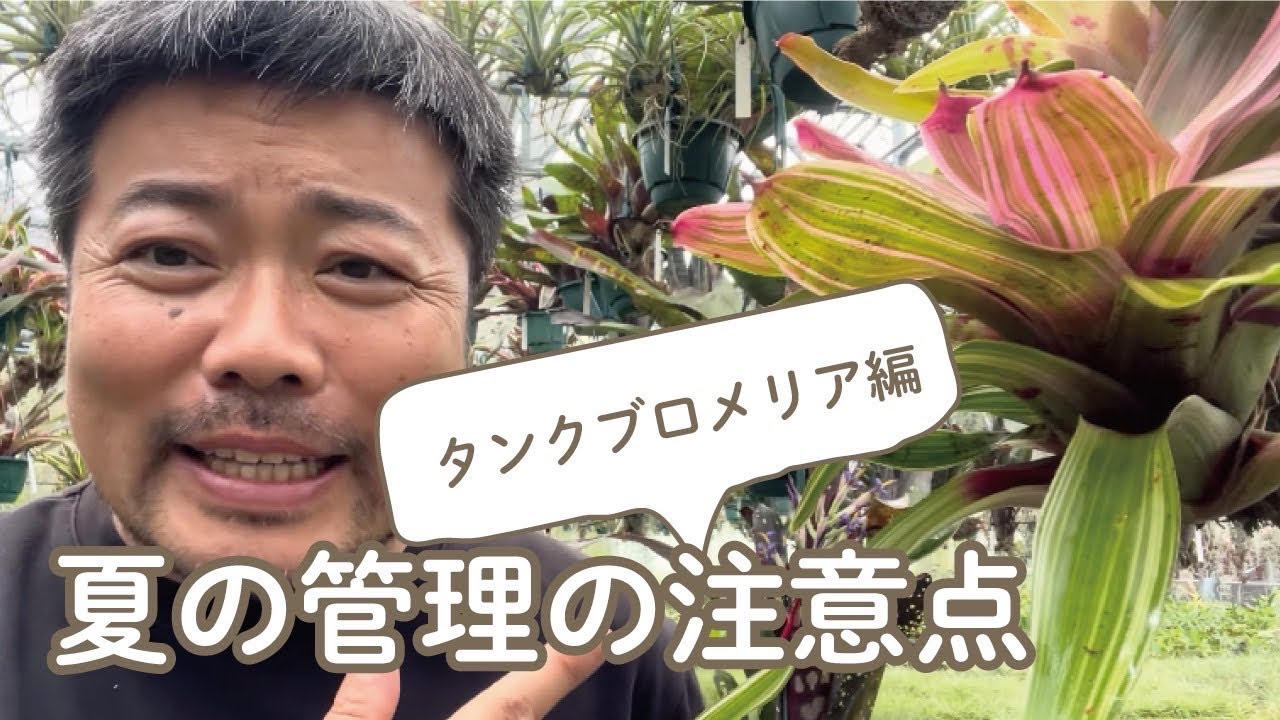 夏の管理の注意点　タンクブロメリア編