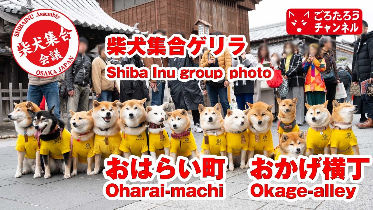 伊勢おはらい町柴犬集合ゲリラ2025