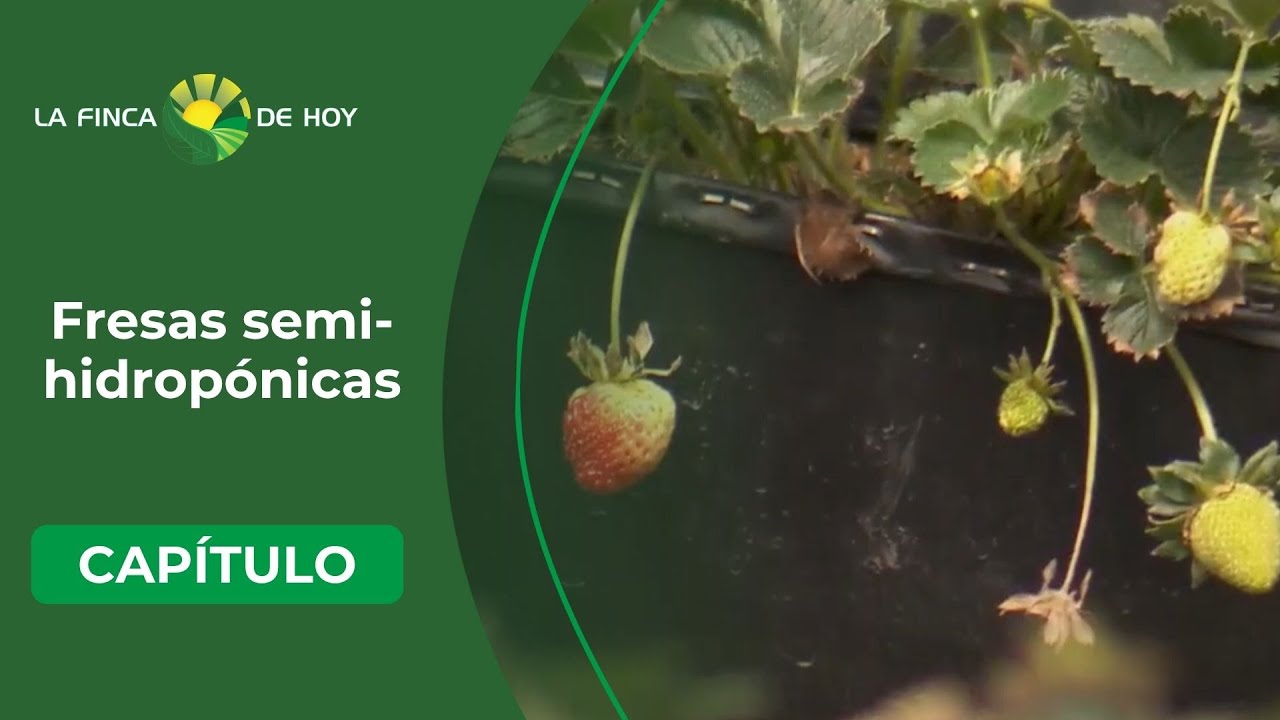 Innovación en el campo: fresas semi-hidropónicas en dos ambientes - La Finca de Hoy