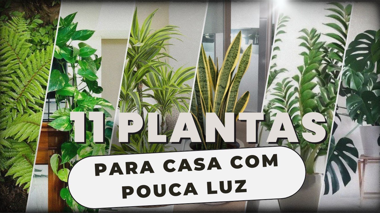 11 Plantas para casa com pouca Luz 
