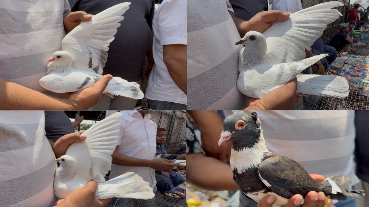 jama masjid kabootar market delhi 06/04/2025 kabutar market Delhi pigeons