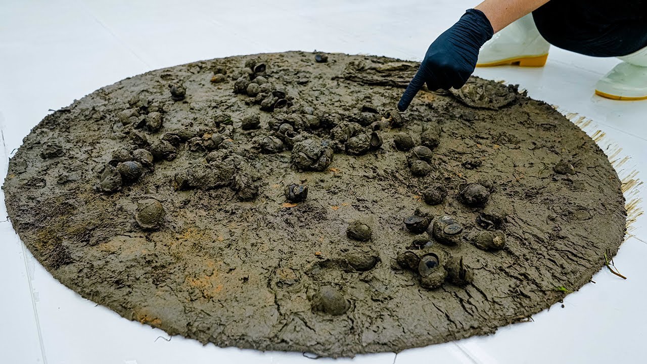 Abandoned Hotel Rug Found Moldy &ndash; Watch This Shocking Turnaround Carpet Cleaning ASMR