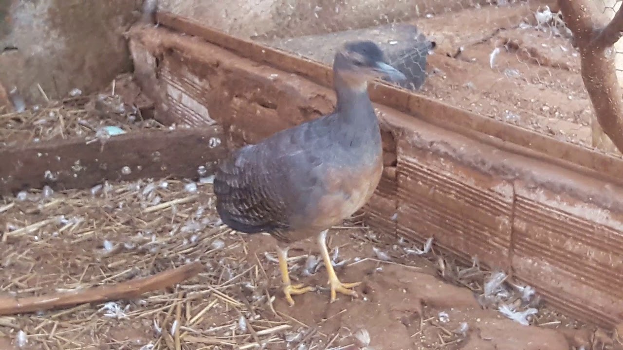Zabelê  (Crypturellus noctívagos Zabelê) yellow-legged Tinamou