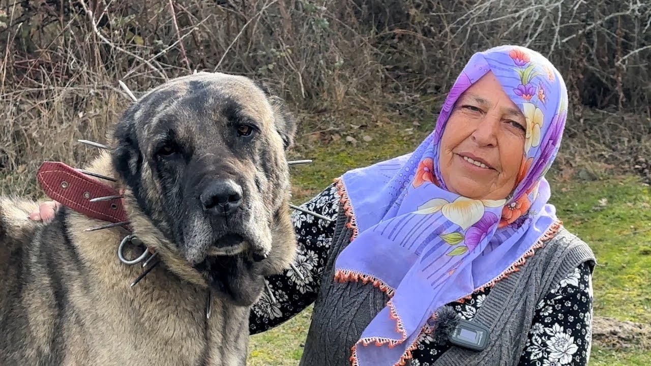 62-ЛЕТНЯЯ ОВЧАРКА И ЕЕ ЧУДЕСНЫЕ СОБАКИ КАНГАЛЫ