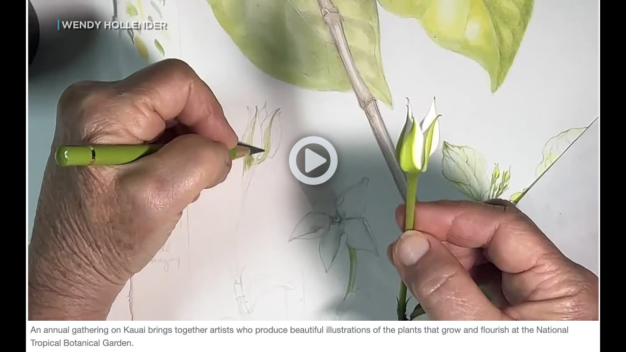 Hawaii News Now story about the National Tropical Botanical Garden Florilegium Botanical Art
