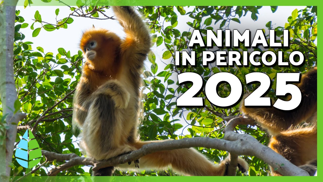 ANIMALI in PERICOLO di ESTINZIONE 2025 🐺⚠️ (Top 10)