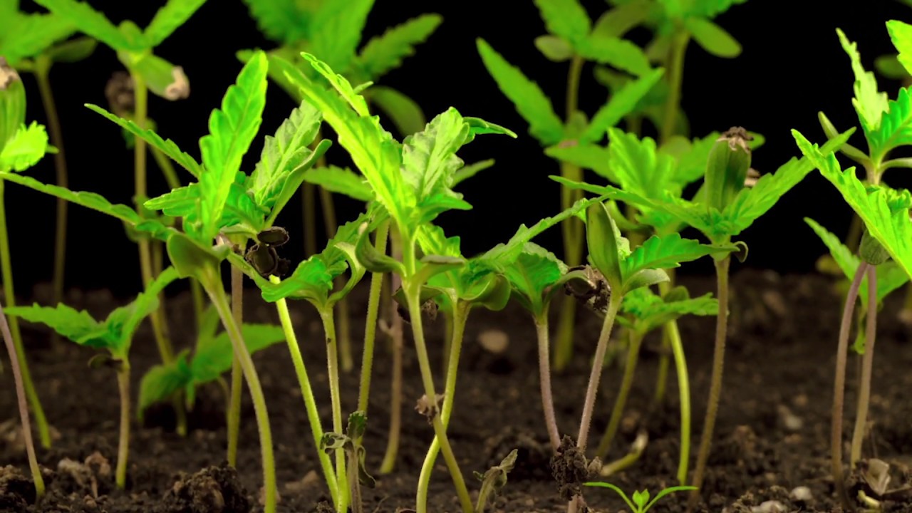 How long does THC Stay in your system?