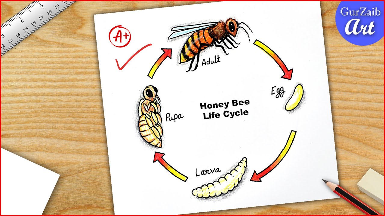 Life cycle of Honey Bee Drawing easy || Diagram step by step