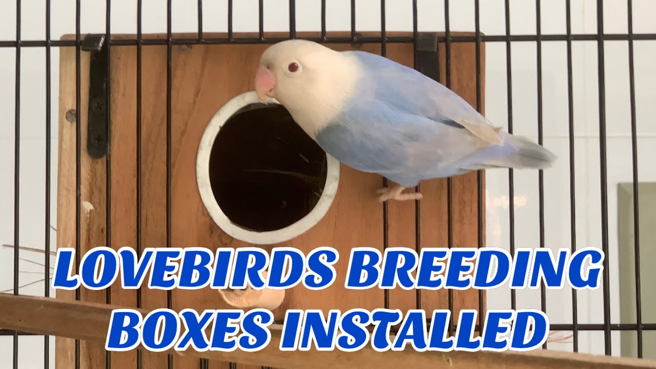 Lovebirds Breeding Boxes Installed ll Nesting Material ll Season 2022-2023
