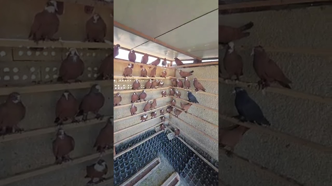 طيور خط اول موجودات يم السوداني 