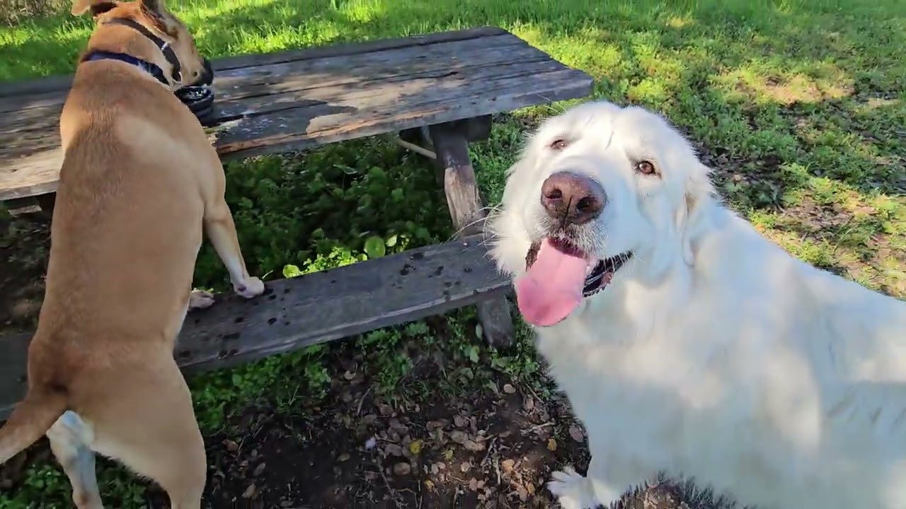 Archie, Bella, Bubbles and Hansel on Thursday the 26th of February 