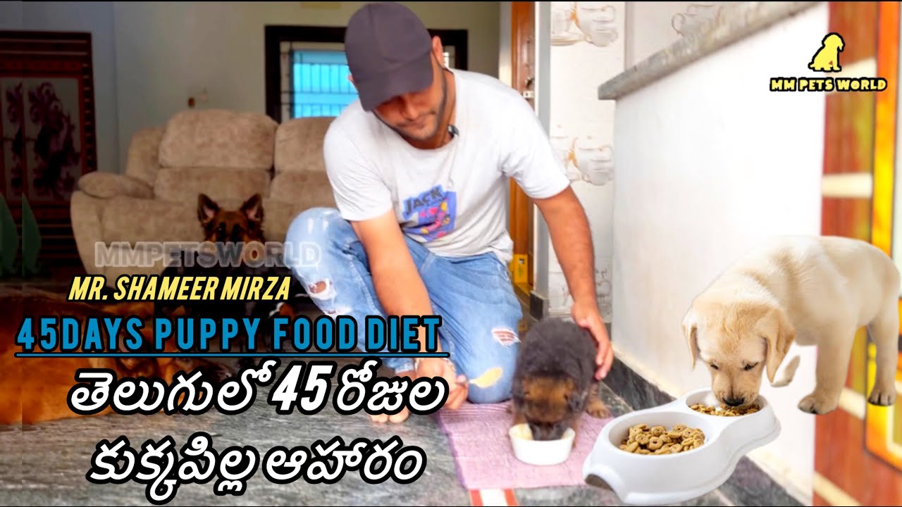 తెలుగులో 45 రోజుల కుక్కపిల్ల ఆహారం || 45days puppy food Diet By Dog Breeder Shameer Mirza #dogfood