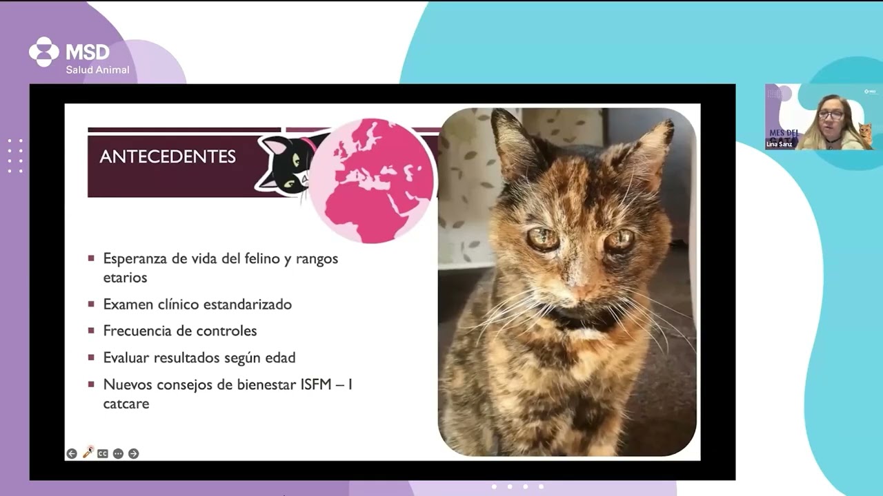 Especial del gato parte 4 (2023) - Geriatria y bienestar animal en el hogar