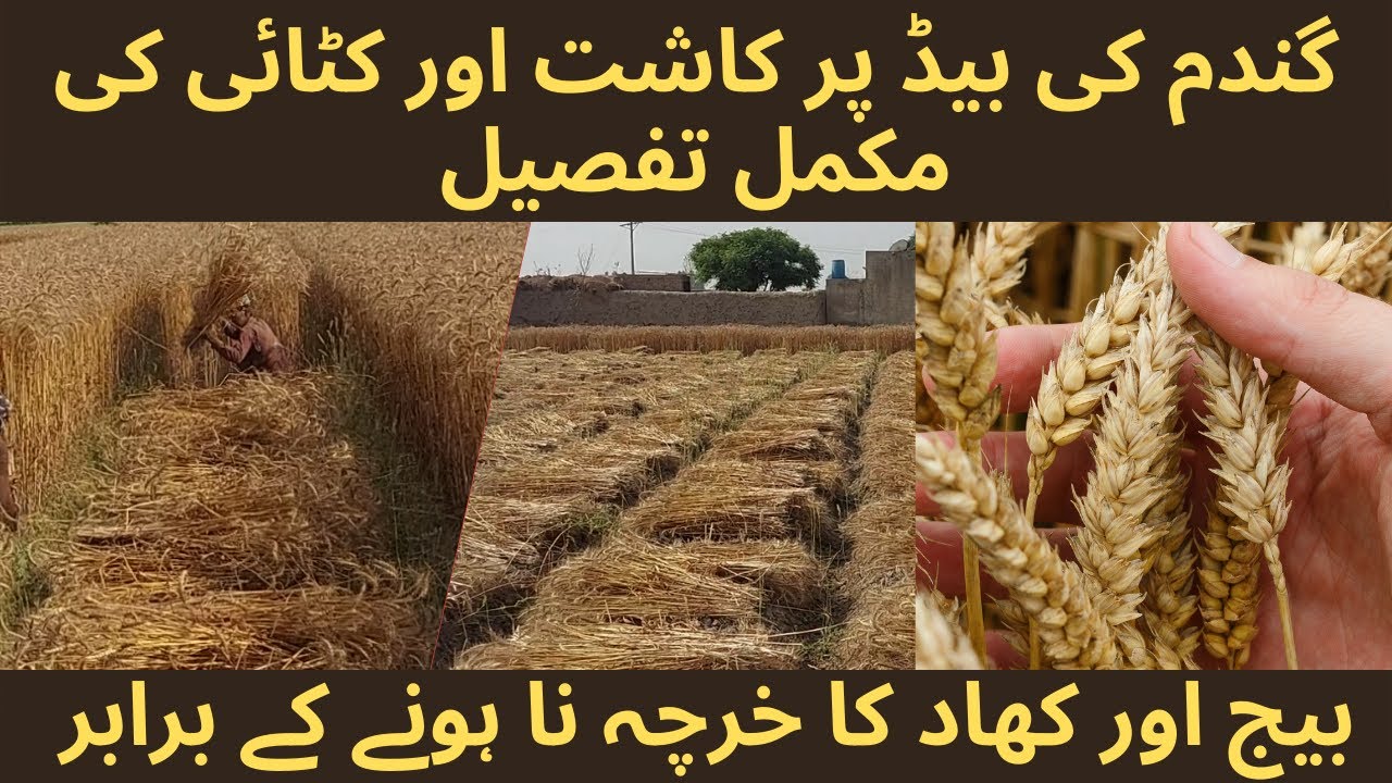 Wheat Harvesting In Pakistan 2022 |Raised Bed Wheat Cultivation PQNK |Wheat Farming Pakistan| Wheat|