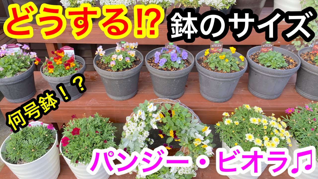 『どうする⁉️鉢のサイズ🌱』パンジー・ビオラを大きく育てる🎵