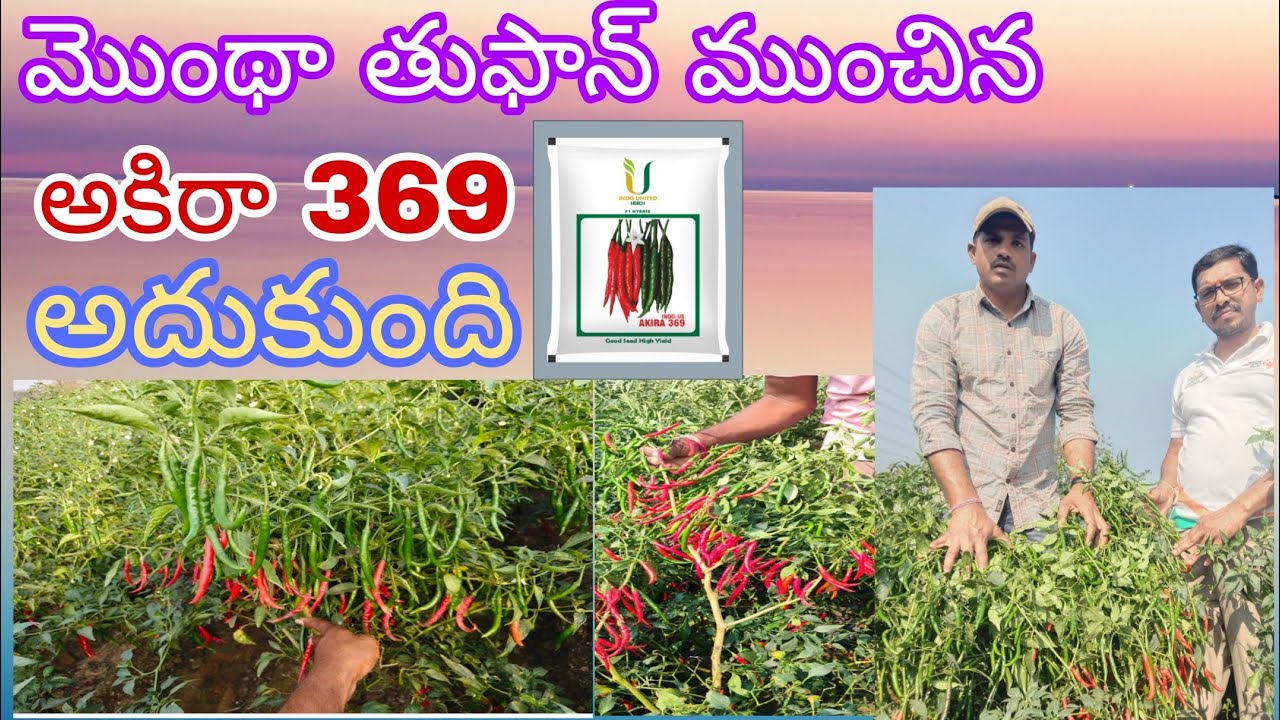 అధిక దిగుబడి వచ్చిన టాప్ మిరప విత్తనం అకిరా 369 #agriculture##farming##marketing##farmer #