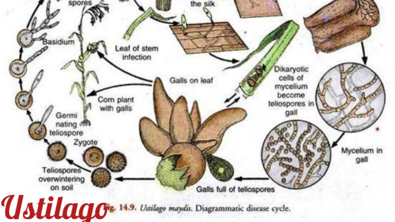 Ustilago | Taxonomiic Position | Plant Body | Smut Fungi | Botanny Paper A | Pak Botanist